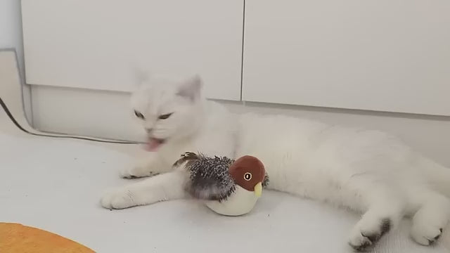 Videoyu yükle: 